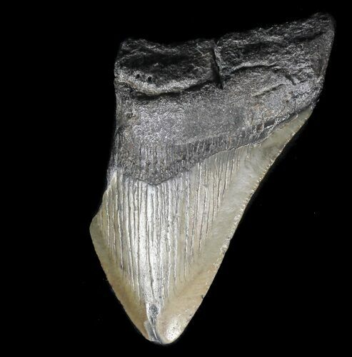 Partial, Megalodon Tooth - Georgia #56732
